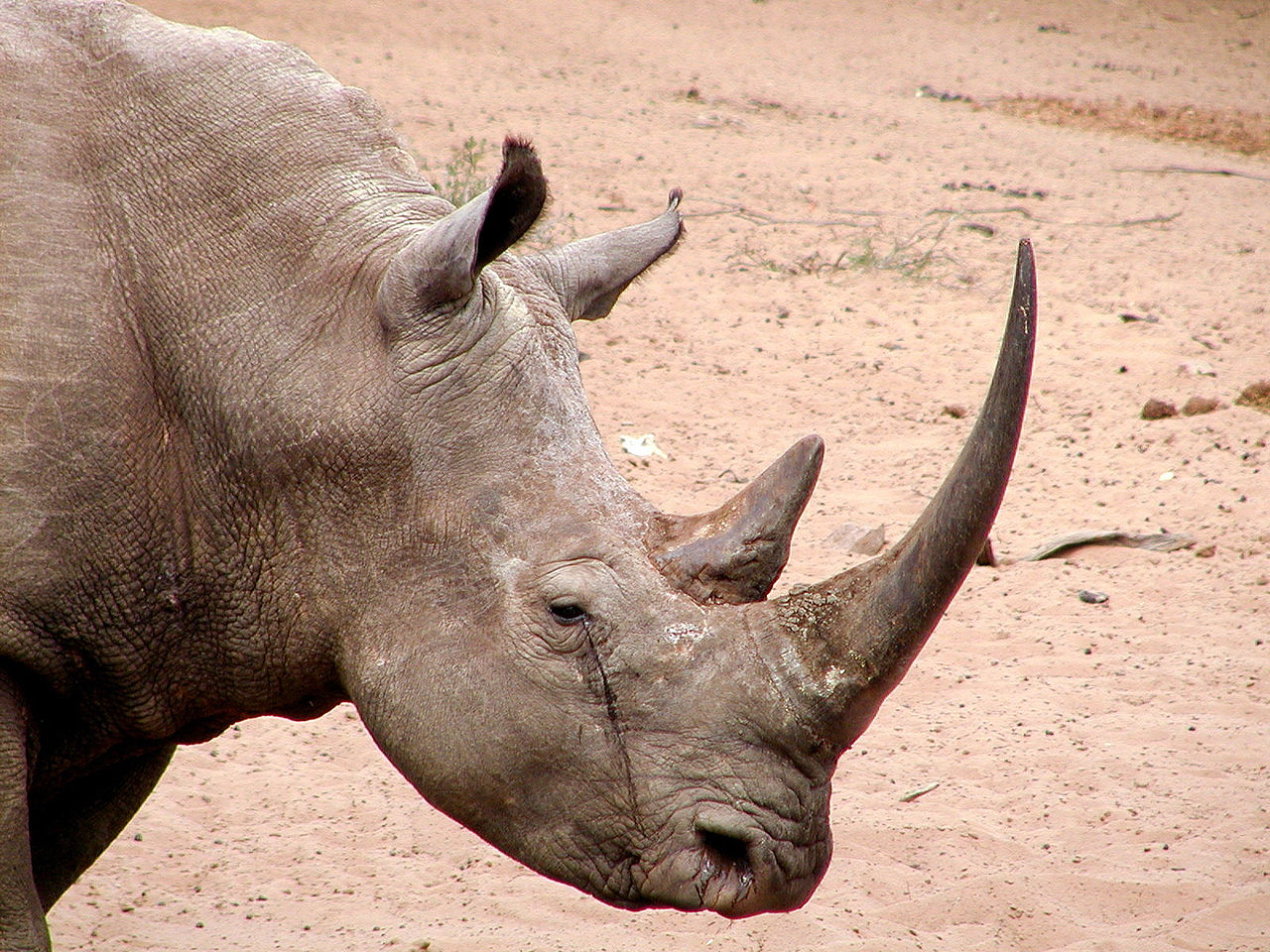 rhino