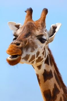 giraffe