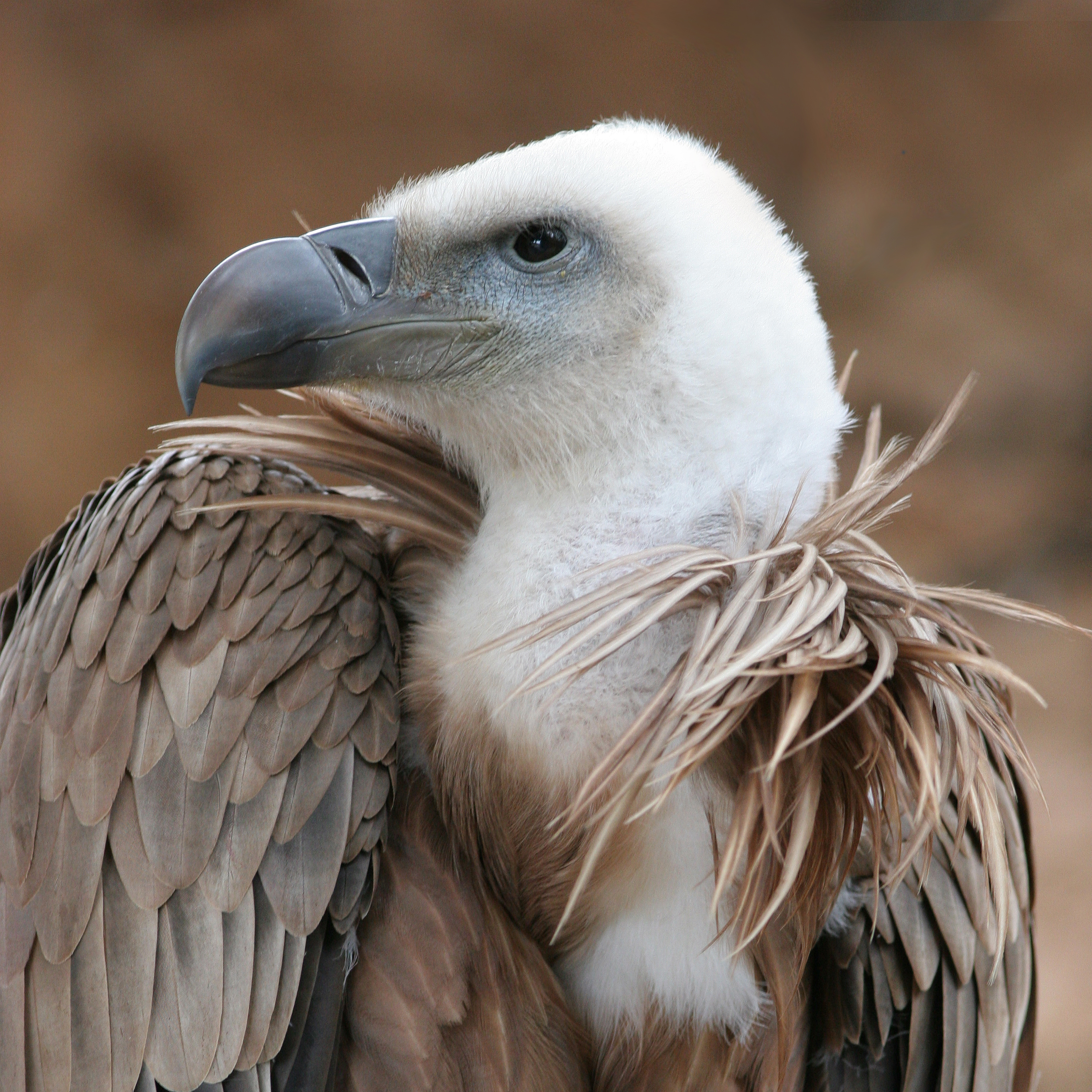 vulture